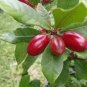 30 PCS Seeds Synsepalum Dulcificum Fruit Seeds Red Fruits