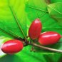 30 PCS Seeds Synsepalum Dulcificum Fruit Seeds Red Fruits