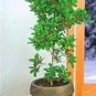 30 PCS Seeds Synsepalum Dulcificum Fruit Seeds Red Fruits