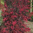 50 PCS Seeds Syringa Linn 50 PCS Seeds Syringa Linn
