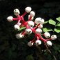 50 PCS Seeds Syringa Linn