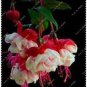 50 PCS Seeds Syringa Linn