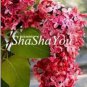 50 PCS Seeds Syringa Linn
