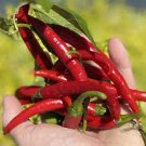 20 PCS Seeds Szechwan Red Round Pickled Hot Chili Vegetable 20 PCS Seeds Szechwan Red Round Pickled Hot Chili Vegetable
