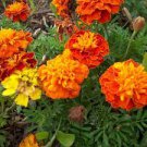 100 PCS Seeds Tagetes erecta Purple Orange White Red Bonsai Flowers