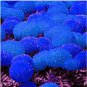 100 PCS Seeds Tagetes erecta Purple Orange White Red Bonsai Flowers