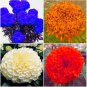 100 PCS Seeds Tagetes erecta Purple Orange White Red Bonsai Flowers