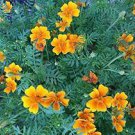 100 PCS Seeds Tagetes tenuifolia Signet Marigold Gem Mixed 100 PCS Seeds Tagetes tenuifolia Signet Marigold Gem Mixed