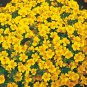 100 PCS Seeds Tagetes tenuifolia Signet Marigold Gem Mixed