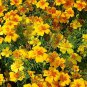 100 PCS Seeds Tagetes tenuifolia Signet Marigold Gem Mixed