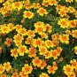 100 PCS Seeds Tagetes tenuifolia Signet Marigold Gem Mixed