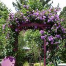 50 PCS Seeds Taiwai Purple Climbing Rose Big Blooming Flowers 50 PCS Seeds Taiwai Purple Climbing Rose Big Blooming Flowers
