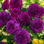 50 PCS Seeds Taiwai Purple Climbing Rose Big Blooming Flowers