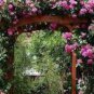 50 PCS Seeds Taiwai Purple Climbing Rose Big Blooming Flowers