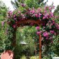 50 PCS Seeds Taiwai Purple Climbing Rose Big Blooming Flowers