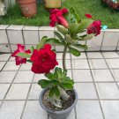 2 PCS Seeds Taiwan Deep Red Adenium Desert rose 2 PCS Seeds Taiwan Deep Red Adenium Desert rose