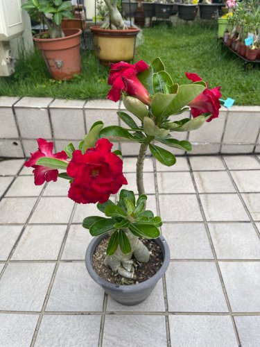 2 PCS Seeds Taiwan Deep Red Adenium Desert rose