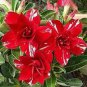 2 PCS Seeds Taiwan Deep Red Adenium Desert rose