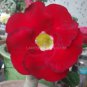 2 PCS Seeds Taiwan Deep Red Adenium Desert rose