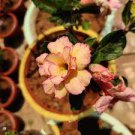 2 PCS Seeds Taiwan 'golden monkey' Adenium Desert Rose Bonsai 2 PCS Seeds Taiwan 'golden monkey' Adenium Desert Rose Bonsai