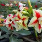 2 PCS Seeds Taiwan 'golden monkey' Adenium Desert Rose Bonsai