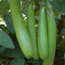 10 PCS Seeds Taiwan Green Long Eggplant