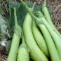 10 PCS Seeds Taiwan Green Long Eggplant