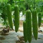 10 PCS Seeds Taiwan 's Long Green Balsam pear Bitter Melon Bonsai
