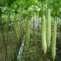 10 PCS Seeds Taiwan 's Long Green Balsam pear Bitter Melon Bonsai