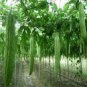 10 PCS Seeds Taiwan 's Long Green Balsam pear Bitter Melon Bonsai