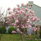 10 PCS Seeds Taizhou Pink Yulan Magnolia Big Blooming Fragrant Shrub Flowers 10 PCS Seeds Taizhou Pink Yulan Magnolia Big Blooming Fragrant Shrub Flowers