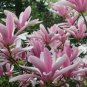 10 PCS Seeds Taizhou Pink Yulan Magnolia Big Blooming Fragrant Shrub Flowers