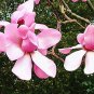 10 PCS Seeds Taizhou Pink Yulan Magnolia Big Blooming Fragrant Shrub Flowers