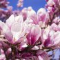 10 PCS Seeds Taizhou Pink Yulan Magnolia Big Blooming Fragrant Shrub Flowers