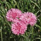 50 PCS Seeds TALL Pink BACHELORS BUTTON CORNFLOWER