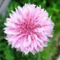 50 PCS Seeds TALL Pink BACHELORS BUTTON CORNFLOWER