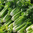 40 PCS Seeds Tall Utah Celery Apium Graveolens Vegetable