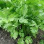 40 PCS Seeds Tall Utah Celery Apium Graveolens Vegetable