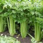 40 PCS Seeds Tall Utah Celery Apium Graveolens Vegetable