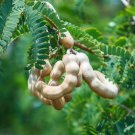 500 PCS Seeds Tamarind Sweet Indian Date Makam Dwarf (Dwarf Tamarindus indica) 500 PCS Seeds Tamarind Sweet Indian Date Makam Dwarf (Dwarf Tamarindus indica)