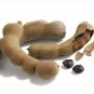 500 PCS Seeds Tamarind Sweet Indian Date Makam Dwarf (Dwarf Tamarindus indica)