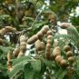 500 PCS Seeds Tamarind Sweet Indian Date Makam Dwarf (Dwarf Tamarindus indica)