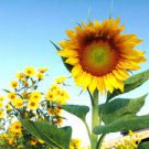 15 PCS Seeds Tarahumara Sunflower