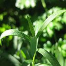 10 PCS Seeds Tarragon Seed Artemisia dracunculus