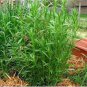 10 PCS Seeds Tarragon Seed Artemisia dracunculus