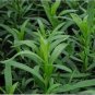 10 PCS Seeds Tarragon Seed Artemisia dracunculus