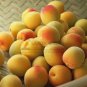 20 PCS Seeds Taste Sour Sweet Yellow Round Apricot