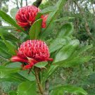 2 PCS Seeds TELOPEA SPECIOSISSIMA New South Wales Waratah Flower 2 PCS Seeds TELOPEA SPECIOSISSIMA New South Wales Waratah Flower