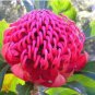 2 PCS Seeds TELOPEA SPECIOSISSIMA New South Wales Waratah Flower