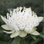 2 PCS Seeds TELOPEA SPECIOSISSIMA New South Wales Waratah Flower